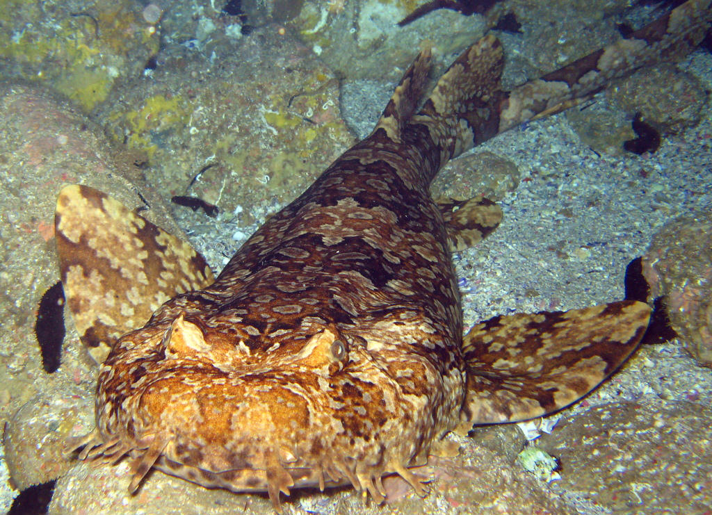 Orectolobus ornatus (Squalo marmoreggiato)